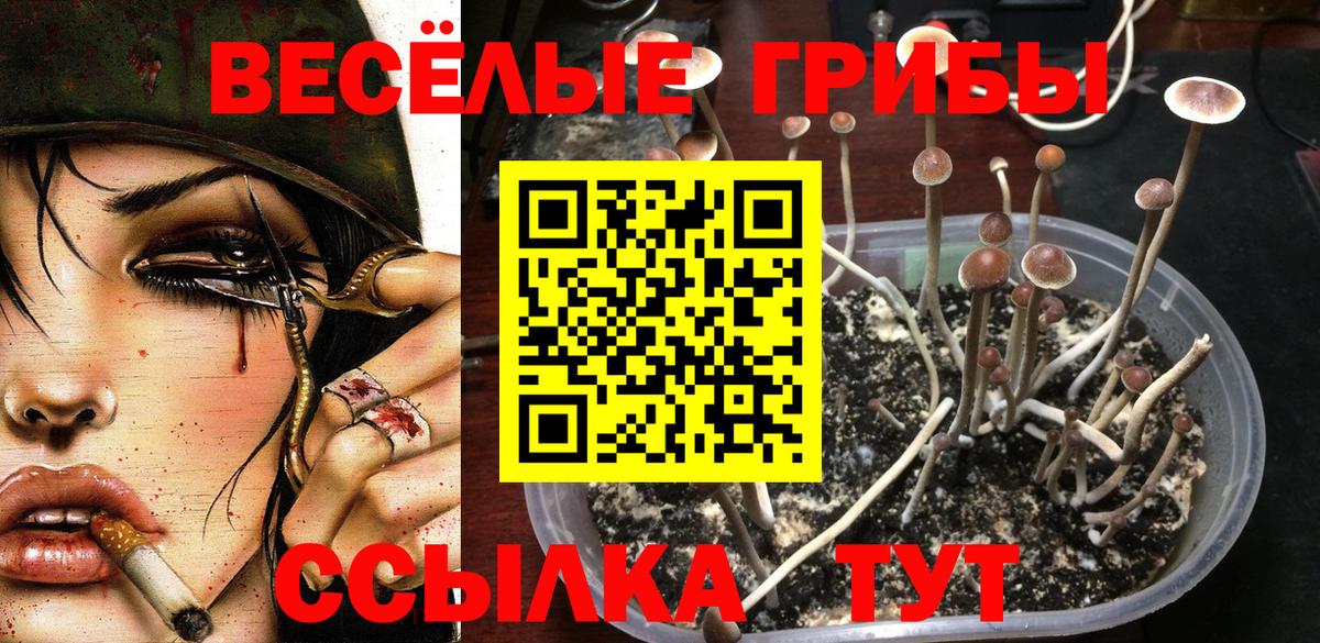 Псилоцибиновые грибы Psilocybine cubensis Архангельск